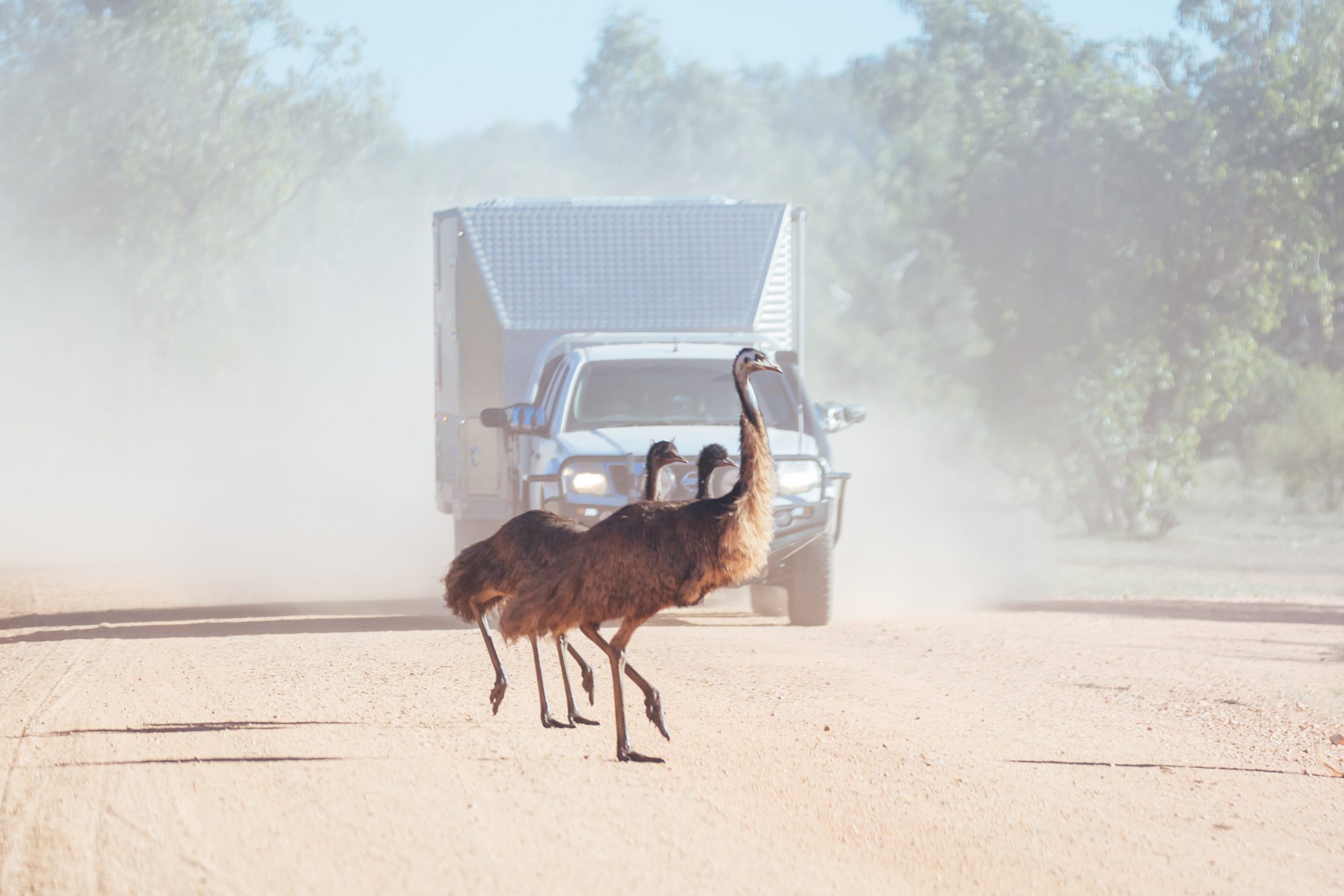 What is a Diesel Engine Tune Up? - Emus Crossing a Road in Australia